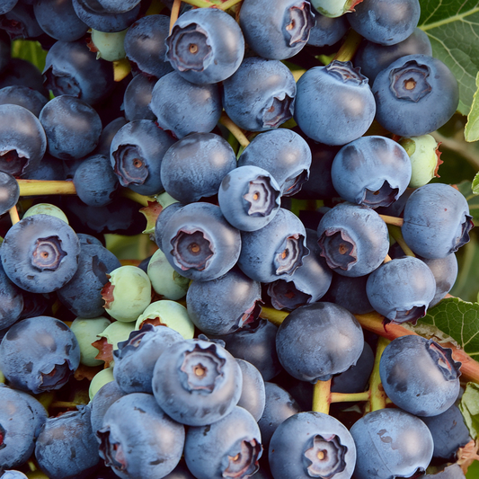 early season duke blueberry berries close up
