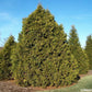 Elegantissima Arborvitae upright evergreen tree

for sale
