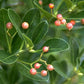 Buy Manhattan Euonymus hedge plant.
