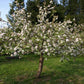 Liberty apple tree in bloom
