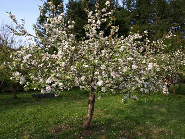 Liberty apple tree in bloom
