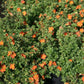 Red flowering potentilla bush.
