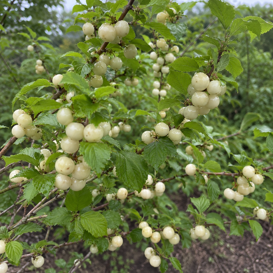 hardy nanking cherry shrub with fruit
