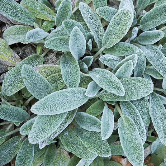 "Helene von Stein Lamb's Ears plant with large, silvery-gray leaves."