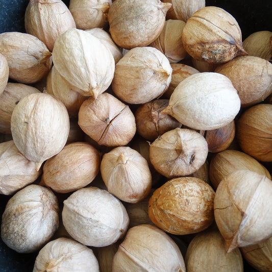 fresh hickory nuts for sale