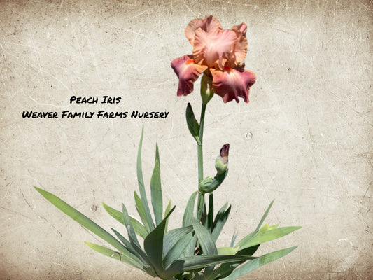 Iris "Peach" - Weaver Family Farms Nursery