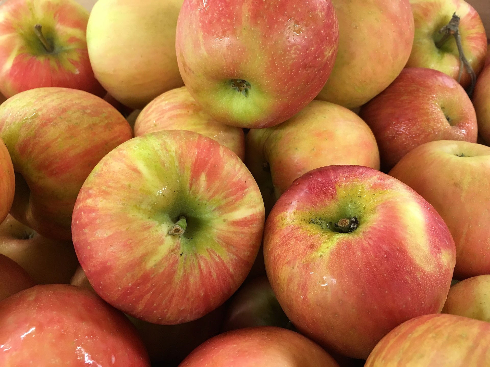 Freshly harvested Honeycrisp apples in a basket
