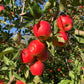 Fresh Ambrosia apples on tree branches
