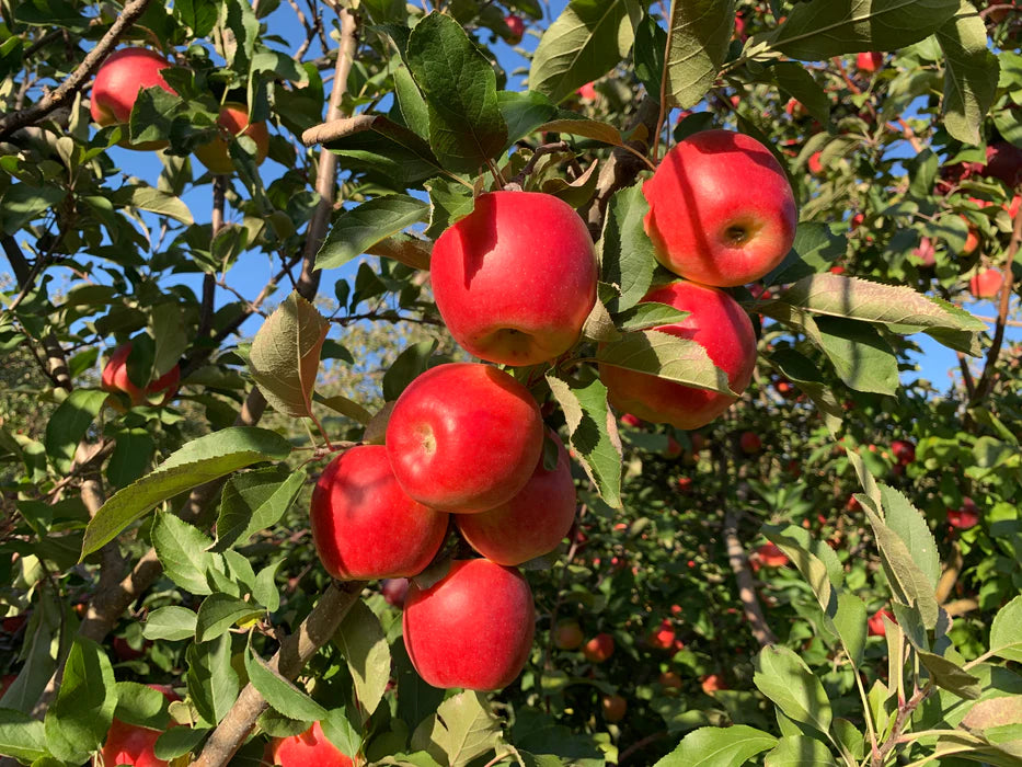 Fresh Ambrosia apples on tree branches
