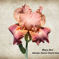 Iris "Peach" - Weaver Family Farms Nursery