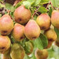 Comice pear tree loaded with fruit
