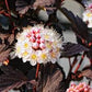 Vibrant Crimson Ninebark shrub with white flowers
