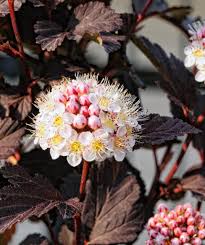 Vibrant Crimson Ninebark shrub with white flowers
