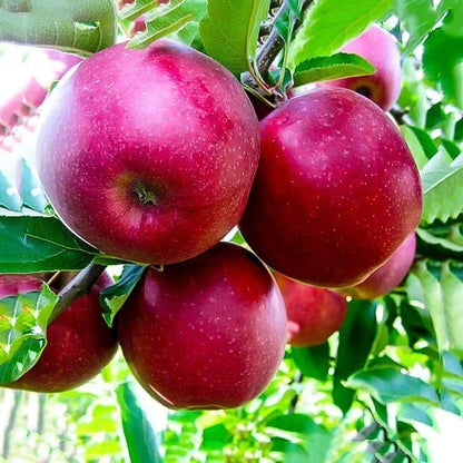 Close-up of Jonathan apples hanging on the tree.