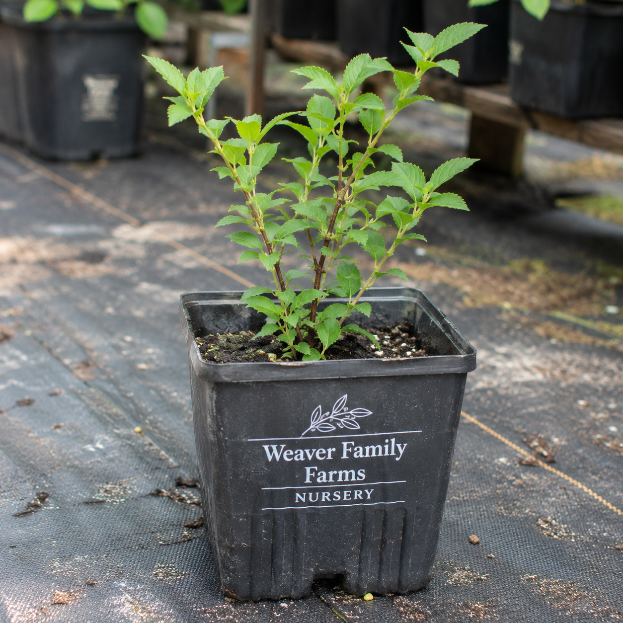 jules nanking cherry edible fruit plant