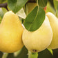 Kieffer pear tree with ripe yellow-green pears
