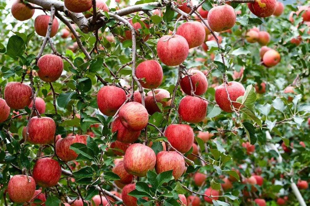 Fuji apple tree with ripe apples
