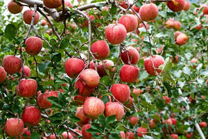 Apple Tree 'Fuji'