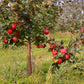 Branch of Liberty apples ripening
