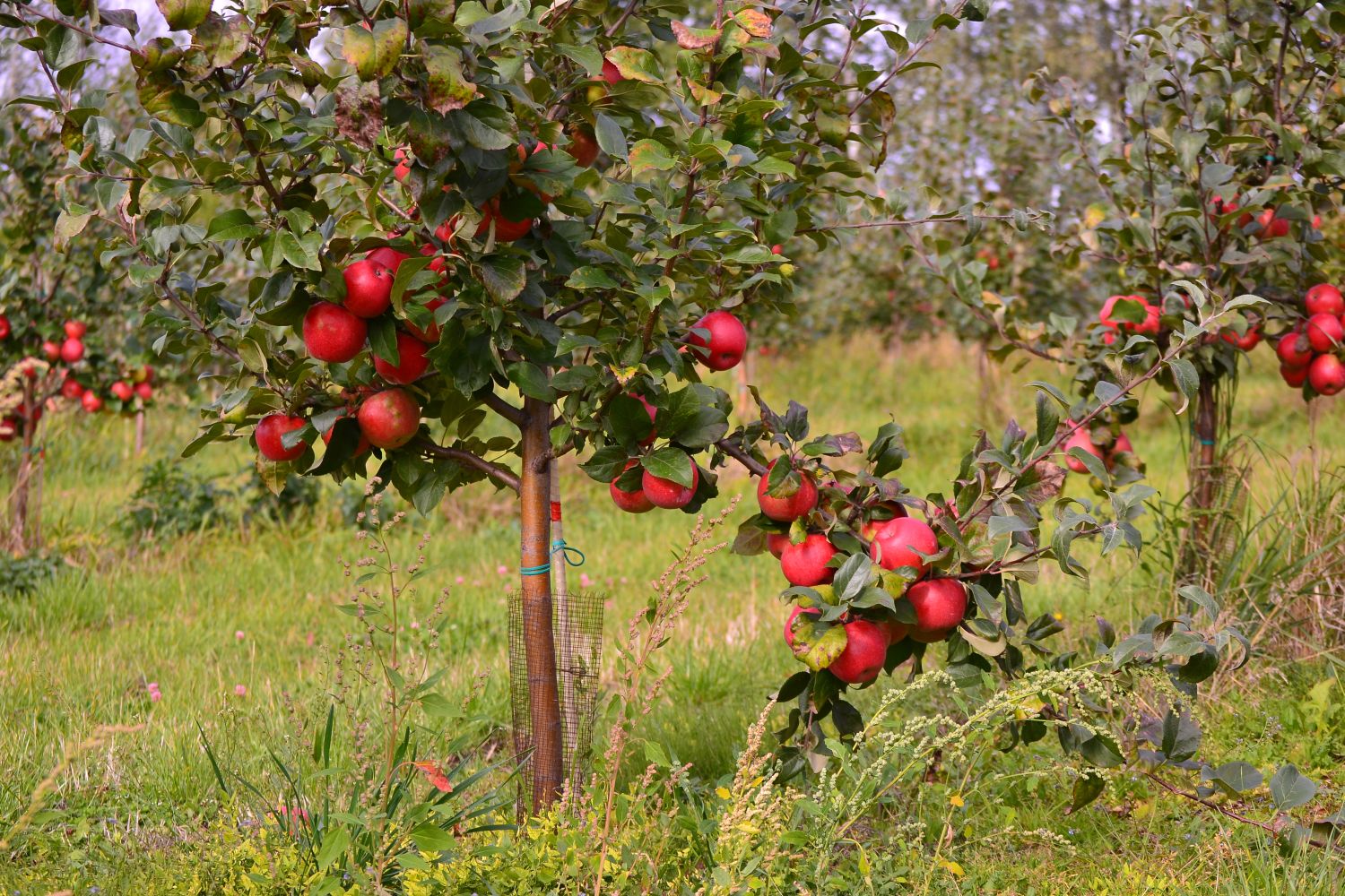 Branch of Liberty apples ripening
