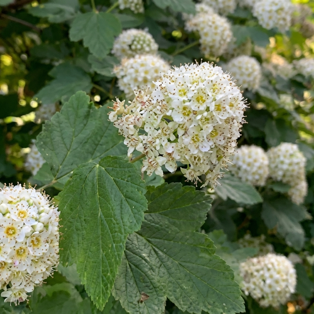 missouri native ninebark shrub with white flower clusters
