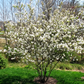 missouri serviceberry tree early spring flowers

