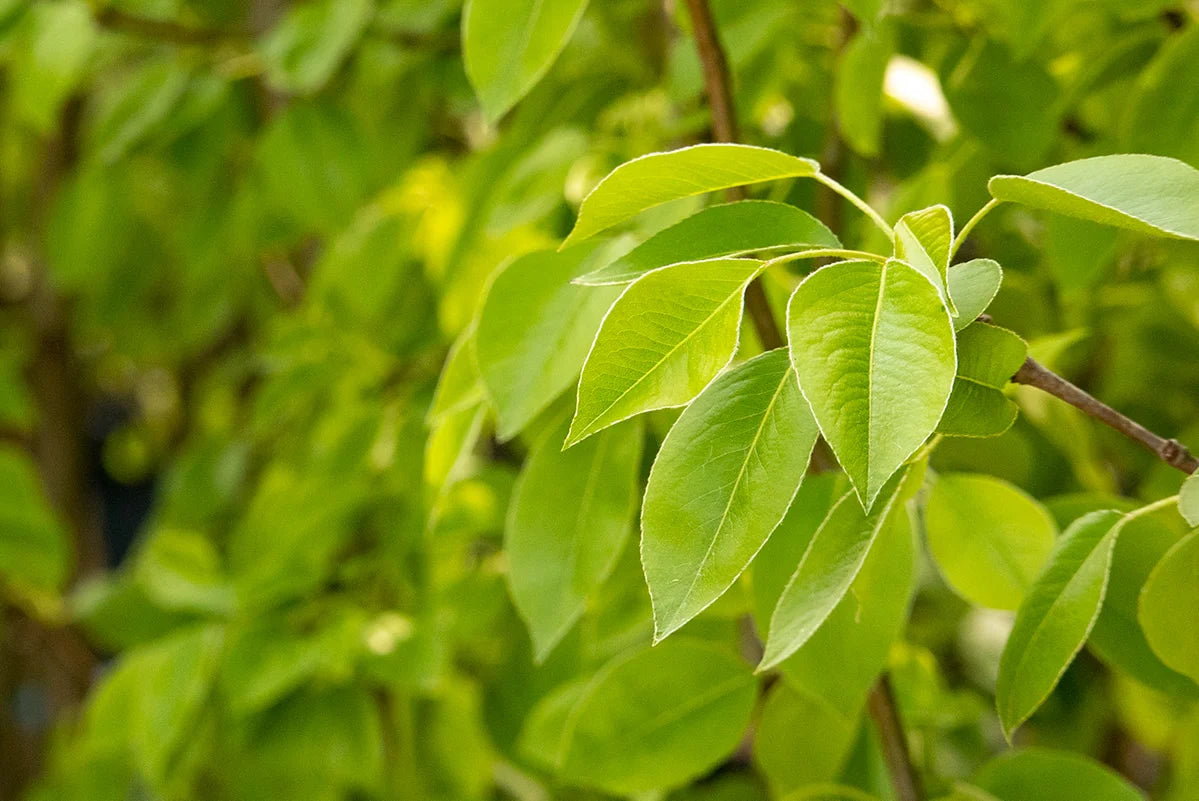 Standard Moonglow pear tree with lush foliage
