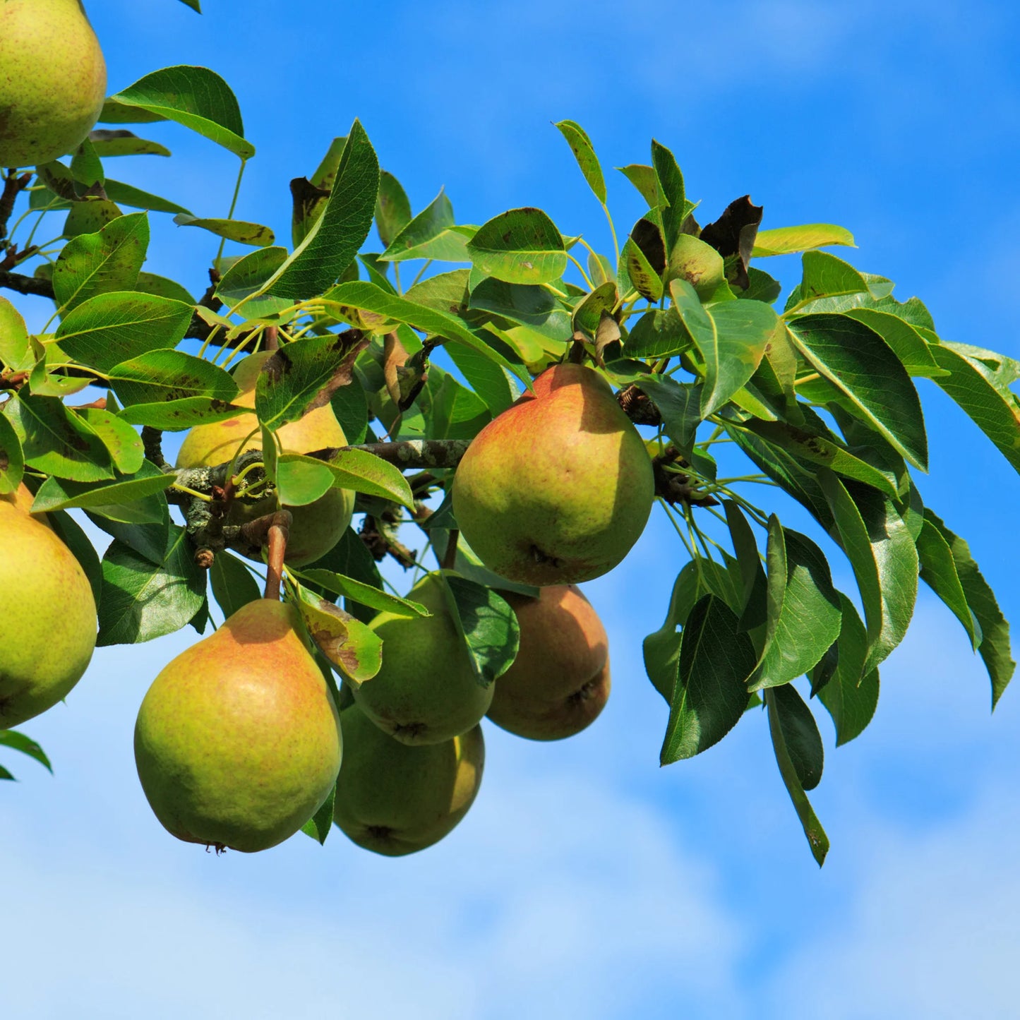 Close-up of smooth Moonglow pears on a branch
