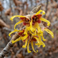 native american witch hazel hamamelis virginiana yellow flowers
