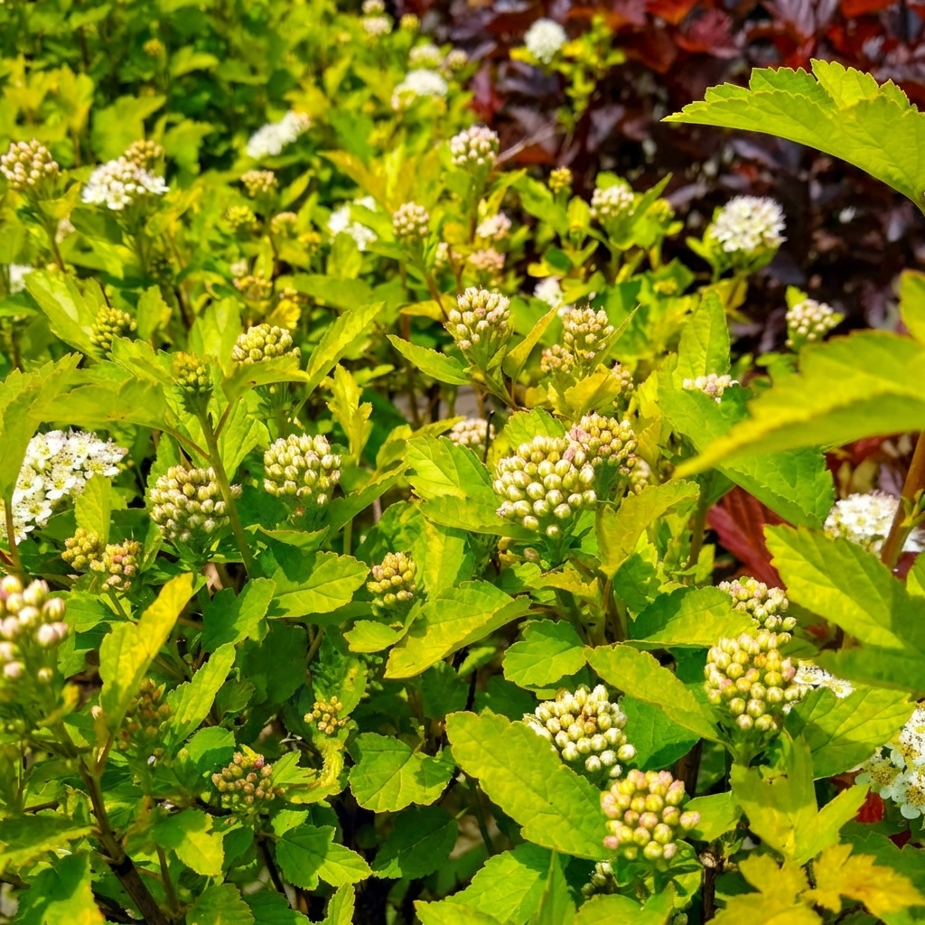 native ninebark bush with arching branches in backyard
