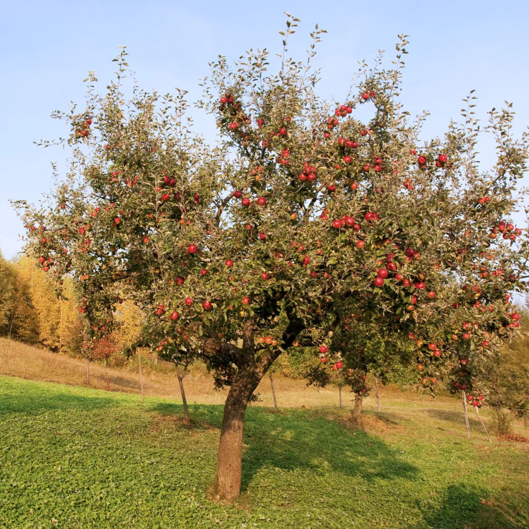 Winesap Apple Tree for Sale