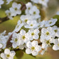 Semi-dwarf Orient pear tree in full bloom
