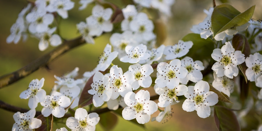 Semi-dwarf Orient pear tree in full bloom
