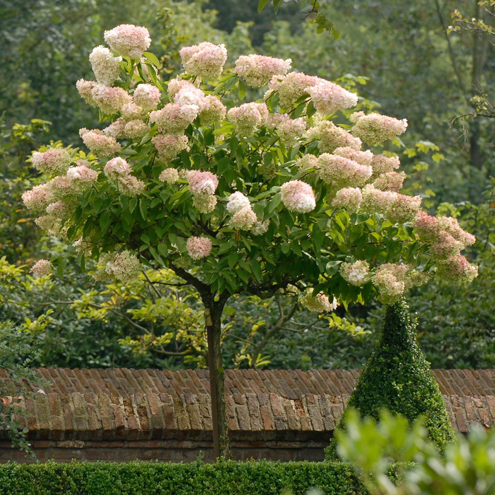 Buy Pee Gee Hydrangea online for your garden.
