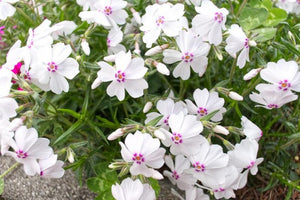 Phlox 'Amazing Grace'