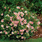 Pink Potentilla in full bloom.
