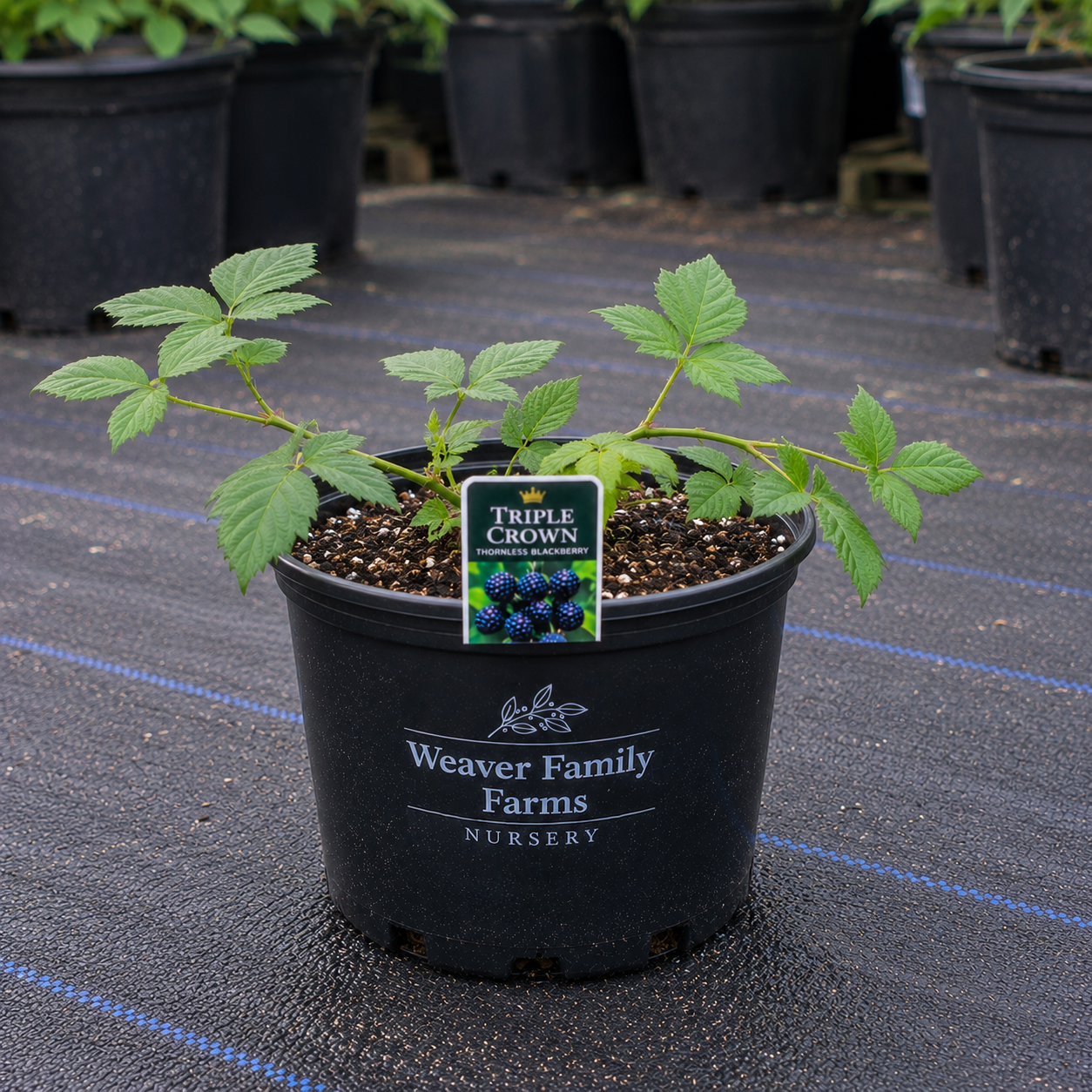 productive blackberry bush for homestead garden
