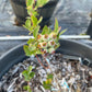 productive duke blueberry bush in landscape
