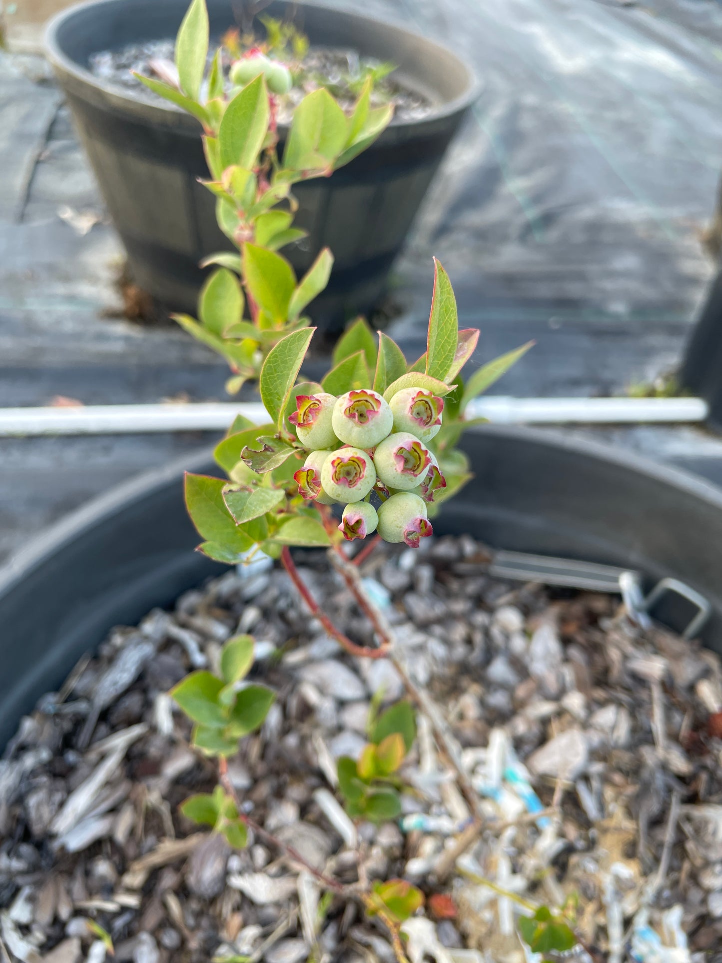 productive duke blueberry bush in landscape
