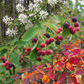 amelanchier native tree fall foliage color
