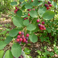amelanchier tree edible berries growing on branches

