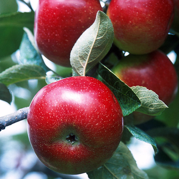 Close-up of Red Delicious apples on the tree.