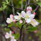 Red Delicious Apple Tree blossoms in spring.