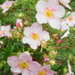 Pink flowering potentilla shrub.

