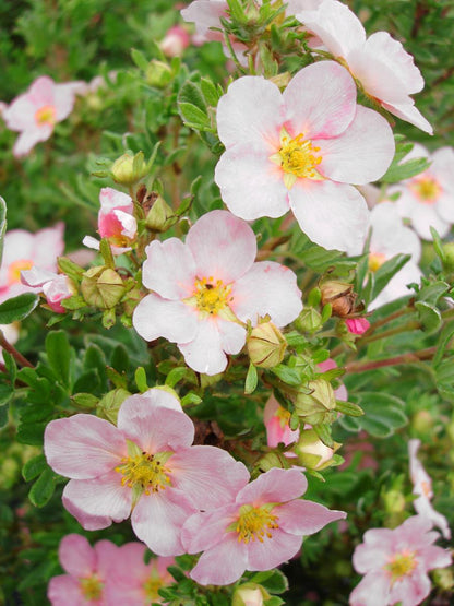 Pink flowering potentilla shrub.
