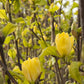 Yellow Bird Magnolia in full bloom.
