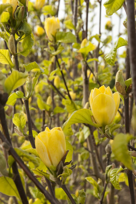 Yellow Bird Magnolia in full bloom.
