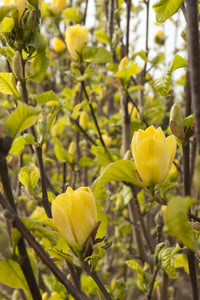 Magnolia 'Yellow Bird'