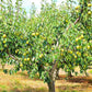 Blossoming Kieffer pear tree in spring
