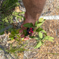 saskatoon berries ripening on branches in summer
